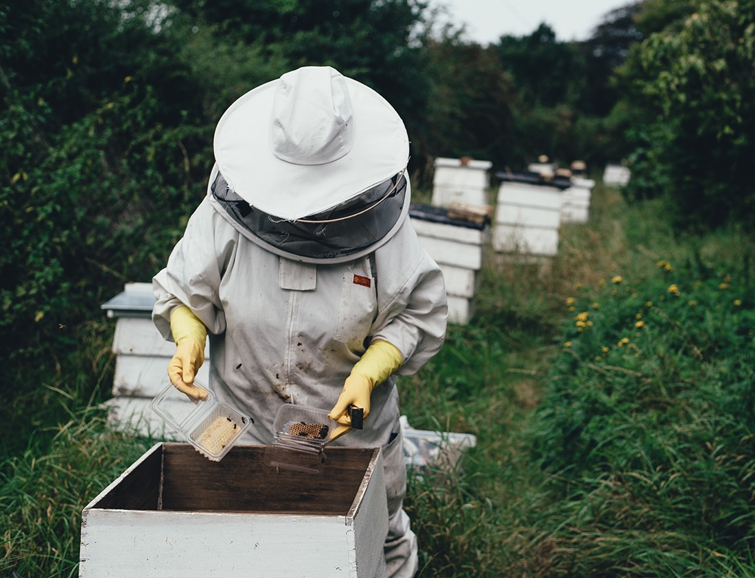 L'Apiculture: Un Métier au Cœur de la Nature en 2025