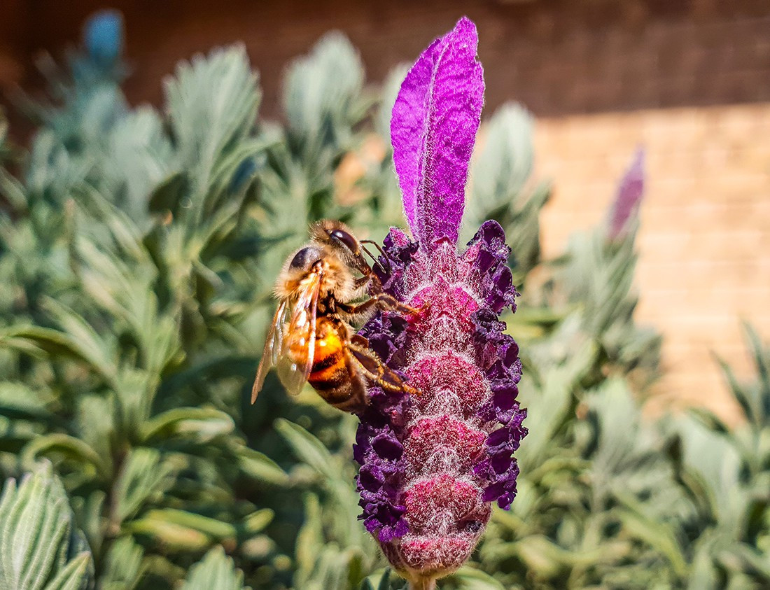 Le miel mais aussi le Pollen